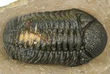 Phacopid (Morocops) Trilobite - Foum Zguid, Morocco #372430-1